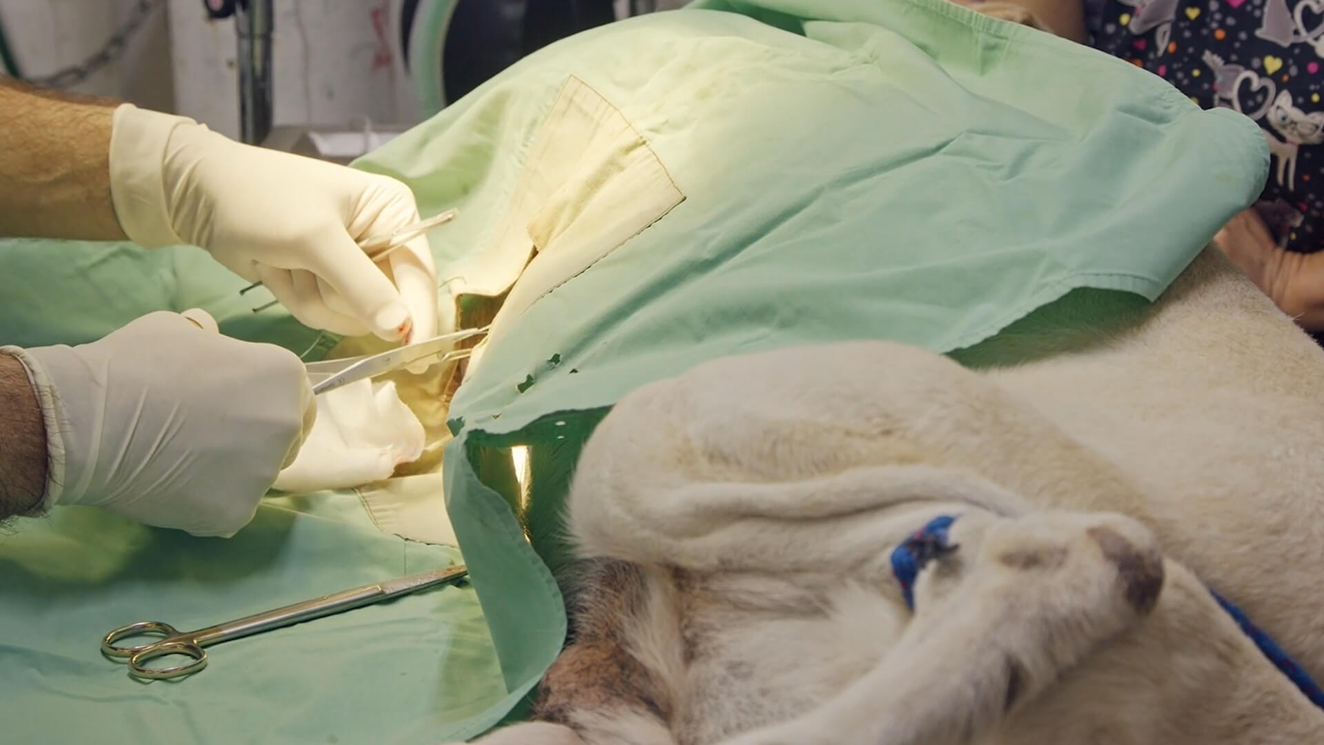 Veterinary-Surgery-image-1 (1)